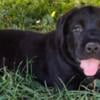 #labrador retriever# female puppy $250 today only