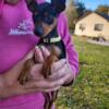 AKC Miniature Pinscher puppy