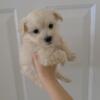 CKC Maltipoo male NC