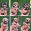 Morkie Puppies For Rehoming