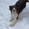 English Springer Spaniel Puppies AKC