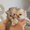 Persain Chinchilla sliver white color for sale