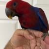 Meet princess the Solomon baby Eclectus