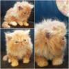 Adorable cfa registered male kitten ELM