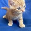 maine coon mix kittens