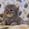 Persian Kittens, fluffy smooshy face puddy tats