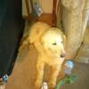 Golden Retriever puppy for sale(male)
