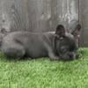 French Bulldog 3 months