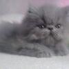 Blue Persian