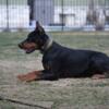 Registered European Doberman Puppies 