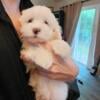 Maltese puppies !  ready for new home Aug 21st