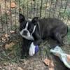 Black Brindle and white CKC boston terrier Male