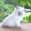 Ragdoll Kitten Kittens Male Blue Lilac Point Pointed Colorpoint White Mitted For Sale Purebred Tica Home Raised