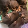 Female red Doberman puppy