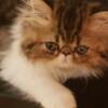 SOLD Exotic Shorthair Persian Kitten