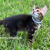 Exotic Bengal kittens in florida