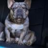 Exotic French bulldog stud available