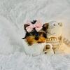 Yorkshire Terriers
