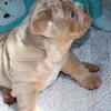 English Bulldog Puppy