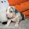 AMERICAN BULLY PUPPIES 