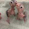 Green Cheek Conures babies