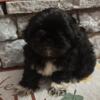 Shih Tzu pets puppies