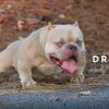 American bully “Micro Bully”