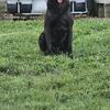 Gorgeous 2 year old male Dutch Sheppard