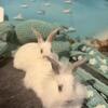Bunnies