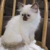 Ragdoll Kitten - Male - Chocolate Point Mitted - Credon