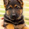 German Shepherd Puppies - $2,500