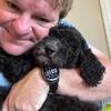 Goldendoodle Puppies Available Now!