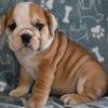 ENGLISH BULLDOG PUPPIES FOR SALE