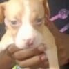 Pitbull puppies needing new homes -6 weeks