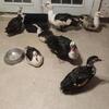Muscovy Ducks