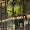 Pair of female Nanday conures