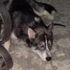 Husky needing a good home