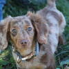 Dapple Dauchsund