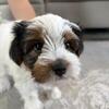 Two Yorkie Puppies (Yorkshire Terriers)