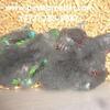 More baby Solomon Island Eclectus hatching soon at $2,500 each. Multi-purchase discount available