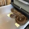 Ball pythons to possibly trade