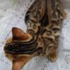 Sbt Tica registered female bengal kittens