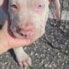 American Staffordshire/ Boy looking for a home