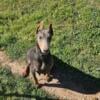 2 Female blue dobermans