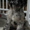 Beautiful Blue Merle Female Goldendoodle Puppy