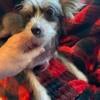 akc hairy hairless male chinese crested