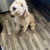 Female 6 month Goldendoodle