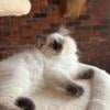 BEAUTIFUL RAGDOLL MALE KITTEN 