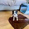 AKC Boston Terrirer Puppy - Male