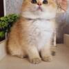 NEW!!!! Elite British kitten from Europe with excellent pedigree, male. Barbos